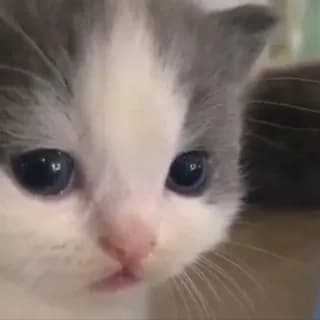 Imagem de perfil de не вешай носик котёночек no Telegram