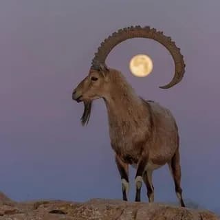 Profilbild von Bock für Aufklärung auf Telegram