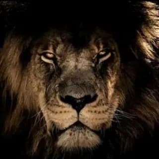 Profile image of OPERATANGO on Telegram