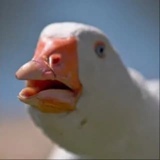 Profile image of WEIRD MEMES🥥 on Telegram