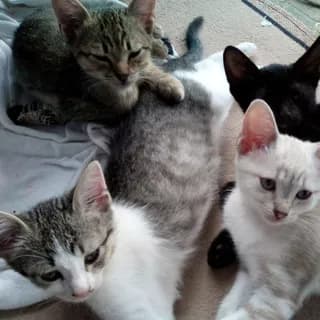Profilbild von 🐕🐾🐈 Gesundheit für Tiere auf Telegram