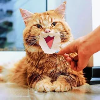 Profile image of CATS on Telegram