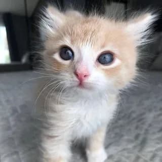 Profilbild von милые котики ^-^ коты auf Telegram