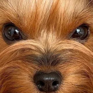Imagen de perfil de Yorkshire Terrier en Telegram