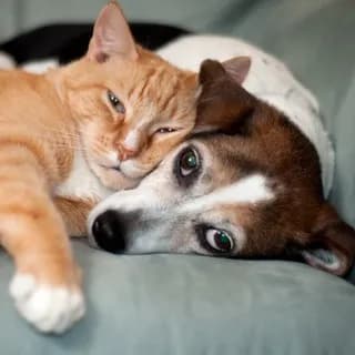 Profile image of Собаки | Кошки on Telegram