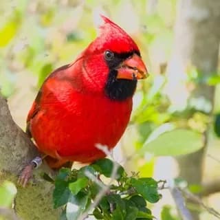 Profilbild von Svetab_wildlife auf Telegram