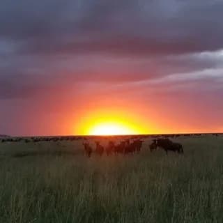 Profile image of Travel and Tourism🐆🦏🦁🐒 on Telegram