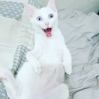 Profile image of Memes Telegram on Telegram