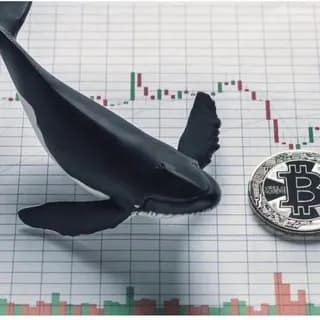 Imagen de perfil de Whale power - crypto Chat en Telegram