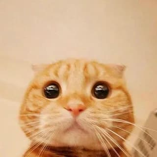 Profilbild von Mood auf Telegram