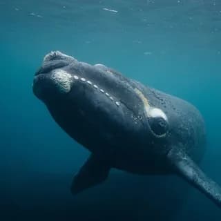 Profile image of Mr.Crypto Whale 2022 on Telegram