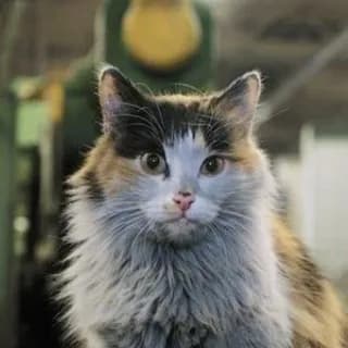 Profile image of коты ишачат на заводе on Telegram