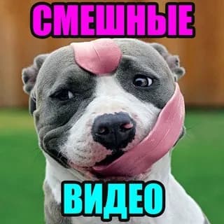 Imagen de perfil de СМЕШНОЕ ВИДЕО | СМЕШНЫЕ ВИДЕО en Telegram