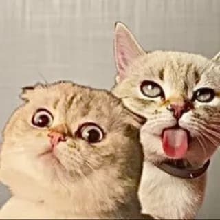 Immagine del profilo di Миса и Лёлик su Telegram