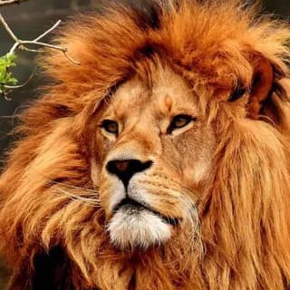 Profilbild von Live Nature auf Telegram