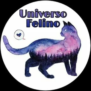 Immagine del profilo di Uᥒιvᥱrso Fᥱᥣιᥒo 🐈 su Telegram