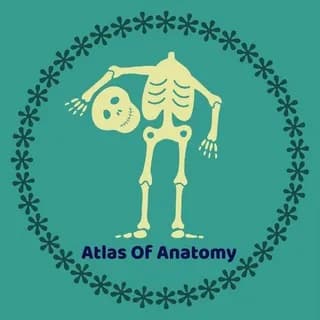 Profile image of Atlas Of Anatomy | آموزش آناتومی on Telegram