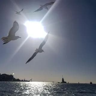 Profile image of İstanbul on Telegram