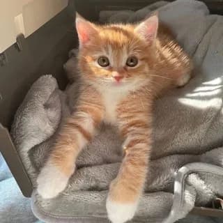 Imagen de perfil de Язычки | обои | темы тг en Telegram