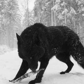Profile image of Grupuri Românești 🇷🇴 on Telegram