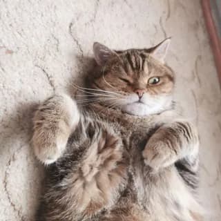 Profilbild von Коты и кошка Крамника auf Telegram