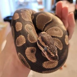 Profile image of Ball Pythons World on Telegram