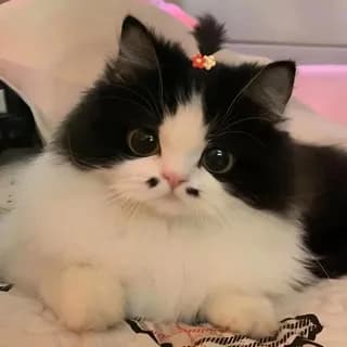 Profilbild von ЯЗЫКИ И ТЕМЫ | ОБОИ ТГ auf Telegram