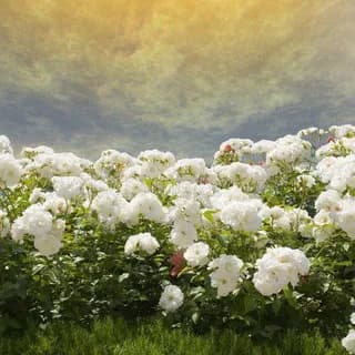 Image de profil de La Rose Blanche vivait, vit et vivra. Celui qui la cultive se tenait debout, se tient debout, se tiendra debout. sur Telegram