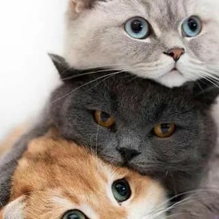 Profile image of ⚜️𝑾𝑨𝑳𝑳𝑷𝑨𝑷𝑬𝑹 𝑮𝑨𝑳𝑳𝑬𝑹𝒀⚜️ on Telegram