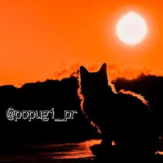 Profilbild von Животные | Коты | Собаки | Красивые | Смешные auf Telegram