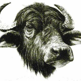 Immagine del profilo di Bufalegram su Telegram