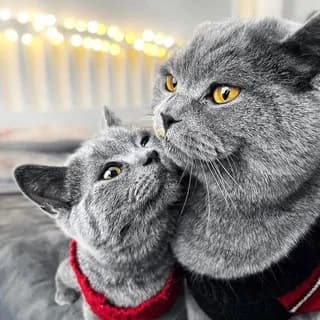 Profile image of Cins Kedi Sahiplendirme Platformu on Telegram