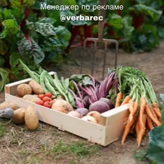 Imagen de perfil de Домашняя Рассада | Огород на даче en Telegram