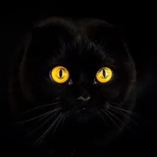 Profile image of Милые котики😻 on Telegram