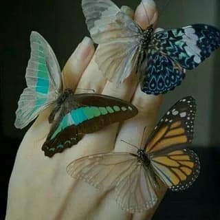 Image de profil de 🦋KELEBEĞİN RÜYASI🦋 sur Telegram