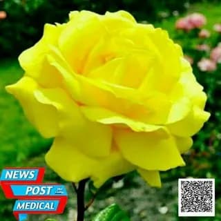 Profile image of 📡نيوز بوست الطبية📡 on Telegram