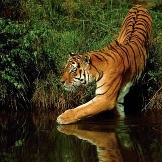 Profile image of Wildlife on Telegram