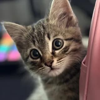 Profile image of Сладкий Балдёж on Telegram