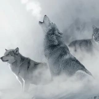 Profilbild von Ruf des Weißen Wolfes auf Telegram
