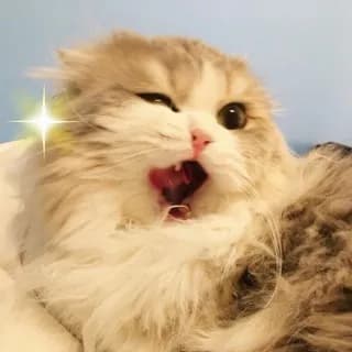 Immagine del profilo di Бляцкие коты su Telegram
