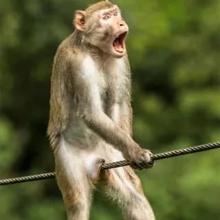 Profile image of Funny Animals on Telegram
