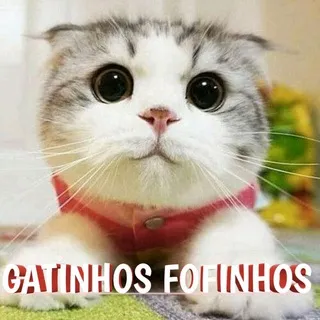 Gatinhos fofinhos🐈
