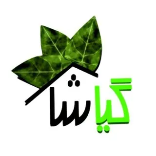 گیاشا|گل و گیاه آپارتمانی|گلدان