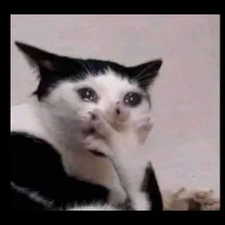 Funny Hub