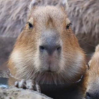The Animal Hub
