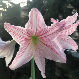 Piante, Fiori & Giardinaggio