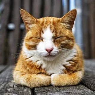 Chatté..... 🤗