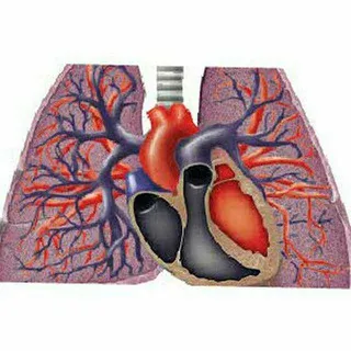 pulmonary courses and books