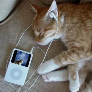 Scrobble Posting
