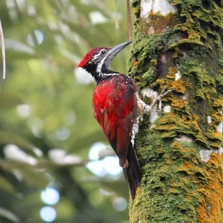 Ceylon Wildlife Photography